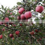 Red Color and Pome Fruit Product Type Red Delicious Apple thumbnail-6