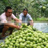 Fresh Early su Pear With Best Price by Whole Sale thumbnail-5