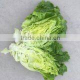 2016 Chinese Vegetable Hybrid Resistance Heat Lettuce Seed for Growing-letuuce 369 thumbnail-3
