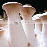 White Mushroom/king Oyster Mushroom thumbnail-1