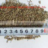 Spice Cumin Seeds thumbnail-4