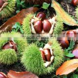 Chinese chestnut seedling