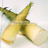 Fresh Bamboo Shoots With Tin Package thumbnail-1