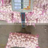 China Top 8 Manufacturer Supplier 2016 Fresh Garlic for Indonesia, Malaysia, Brazil thumbnail-3