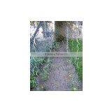 Factory Tomato Spiral Support thumbnail-1