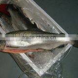 Atlantic Salmon thumbnail-2