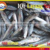 IQF LAYANG SCAD WHOLE ROUND thumbnail-5