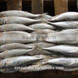 Trawling Whole Good Quality Frozen Decapterus Macrosoma Fish thumbnail-1