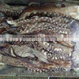Frozen Giant Squid Head Tentacle thumbnail-1