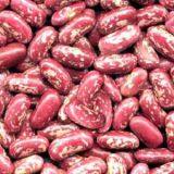 Red Speckleed Kidney Bean thumbnail-1