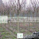 Prunus Serrulata Nursery thumbnail-1