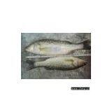 Sell Sea Bass thumbnail-1