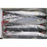 Supply Spanish Mackerel thumbnail-1