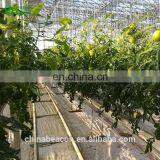Agricultural Greenhouse Eggplant Hydroponics and Coconut Cultivation Equipment/Hydroponics Growing Systems /Hydroponic Trays thumbnail-2