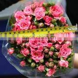 Colorful Sprayed Rose High Quality Fresh Cut Rose Flower thumbnail-4