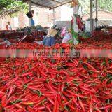 DRIED CHILLI POWDER FROM VIET NAM thumbnail-4