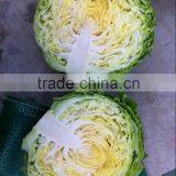 2014 fresh cabbage hot sale