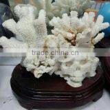 Natural Rock Quartz Mineral Specimens Cluster Crystal Coral for Sale for Decoration thumbnail-1