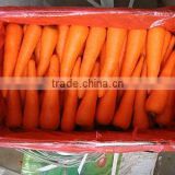hot sale fresh carrot 2016crop