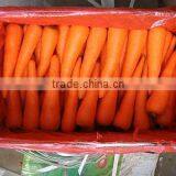 Hot Sale Fresh Carrot 2016crop thumbnail-1
