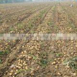 NEW FRESH HOLLAND POTATO in Hot Sailing thumbnail-1