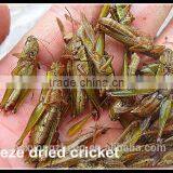 Freeze Dried Locusts For Pet Birds Food Factory thumbnail-1