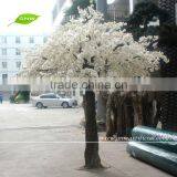 GNW BLS040 12ft Garden Cherry Blossom Tree White Big Trees For Sale thumbnail-1