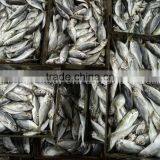 Supply Land Frozen Horse Mackerel for Canning /for Feed (trachurus Japnonicus) thumbnail-2