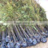 Phyllostachys Nigra Black Bamboo thumbnail-1