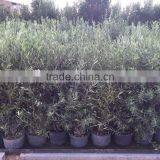 Olive Tree -Olea Europaea "Arbustivo - Bush" thumbnail-5