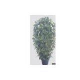 Cylinder Laurus Tree W/Pot thumbnail-1