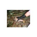 Netherlands Live Rock Lobster thumbnail-1