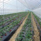 200micron Anti-UV Plastic Film Greenhouse for Agriculture