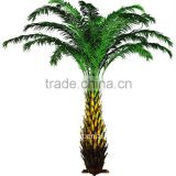 middle east date palm tree