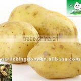 Fresh Potato(150g-250g) thumbnail-1