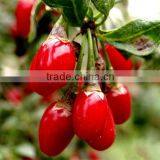 Chinese Herbal Oil 100 Pure and Natural Gouqi Oil