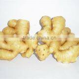 Fresh Dried Ginger /Normal White Ginger thumbnail-1