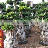 Large Landscaping Podocarpus Bonsai Tree From China