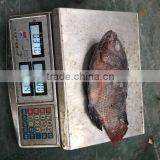 Chinese Factory Price of Frozen Black Tilapia thumbnail-4
