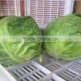 Common Cultivation Type and Fresh Style Fresh Cabbage