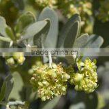 Jojoba Carrier Oil / Jojoba Oil thumbnail-1