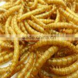 Koi and Pond Fish Foods High Protein 2.8cm Microwave Dried Mealworms thumbnail-6