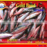 FROZEN W/R GOLD BAND FUSILIER thumbnail-1