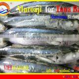 FROZEN W/R MUROAJI FOR TUNA BAIT thumbnail-1