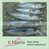 Raw Material Mackerel of Scomeber Jopanicus Lot Number#kmw4014 thumbnail-1