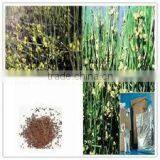 Ephedra Vulgaris thumbnail-2
