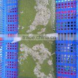 Cassava Leaves Grinding / Frozen Cassava Leaf From Vietnam thumbnail-2