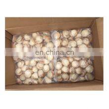 Hot Sale Frozen Scallop Meat Dried Scallop Meat