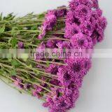 China Hot Selling Chrysanthemum From Yunnan thumbnail-5