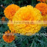 Natural pigments,Marigold Extract, Marigold oleoresin, Lutein crystal